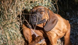 Causes and Remedies to Help Dogs with Itchy Skin