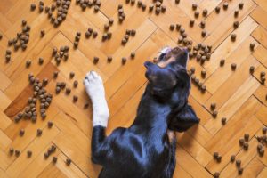 Best Dog Foods Made in the USA