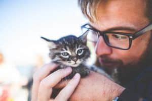 15 Things and Tips I Wish I knew before getting a Cat or a Kitten