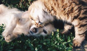 Natural Supplements & Remedies for Dog's & Cat's Itchy Skin